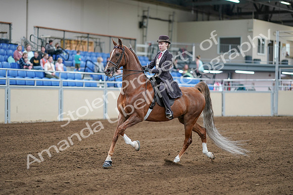 2020 - AB Morgan Horse - Sat, Sept 05 - 06162