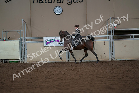 2019 Morgan Horse Show - Aug 30, 2019 - 27905