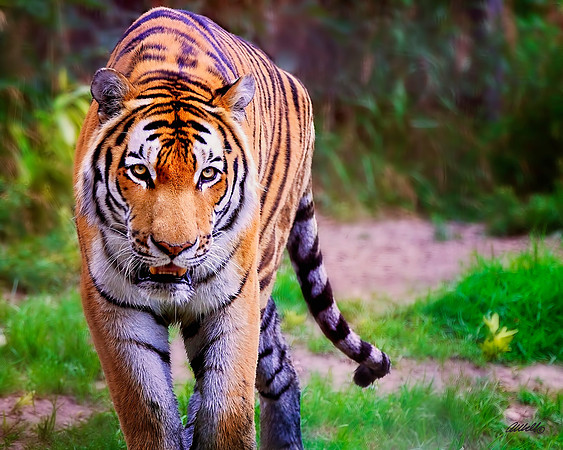 Big Cats - 017