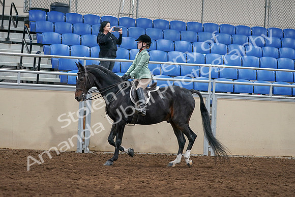 2020 - AB Morgan Horse - Sun, Sept 06 - 07808