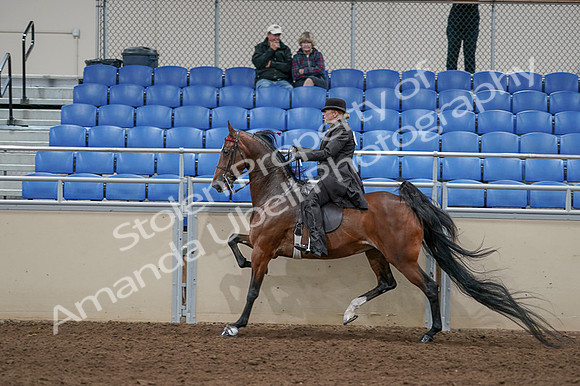 2020 - AB Morgan Horse - Fri, Sept 04 - 09786