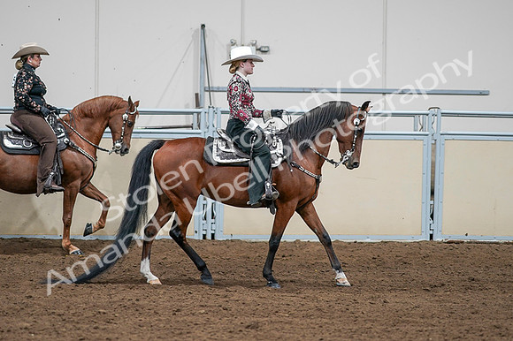 2020 - AB Morgan Horse - Fri, Sept 04 - 08491
