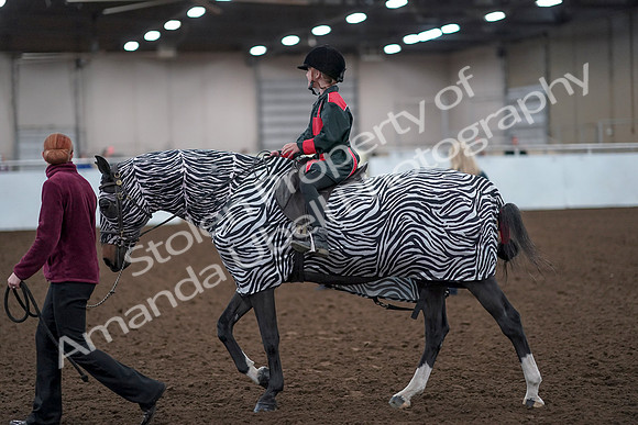 2019 Morgan Horse Show - Aug 31, 2019 - 10056