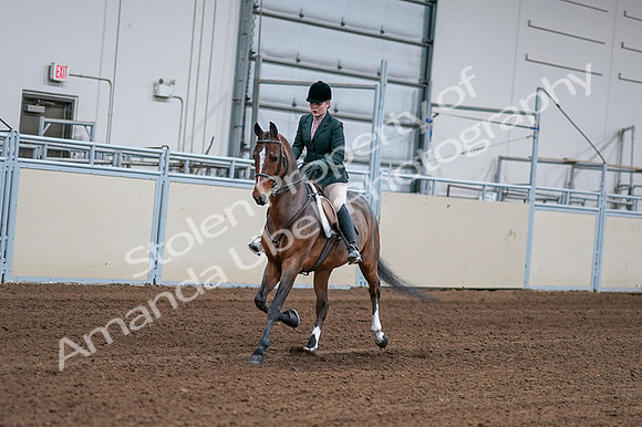 2020 - AB Morgan Horse - Fri, Sept 04 - 01680