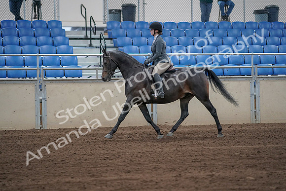2019 Morgan Horse Show - Sept 01, 2019 - 10900