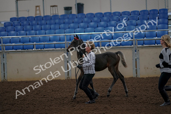 2019 Morgan Horse Show - Aug 30, 2019 - 24727