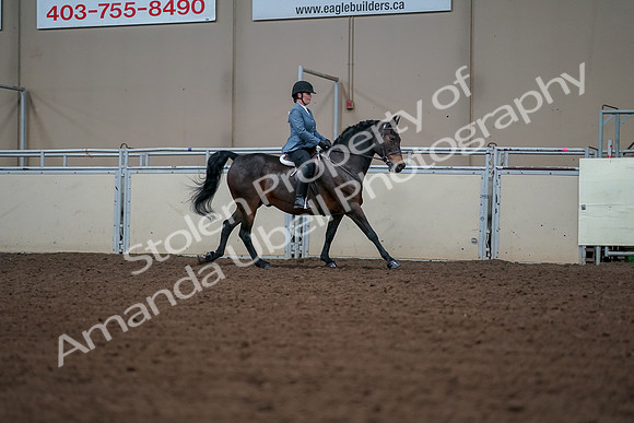2019 Morgan Horse Show - Aug 30, 2019 - 18585