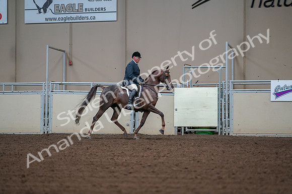 2019 Morgan Horse Show - Aug 30, 2019 - 17642