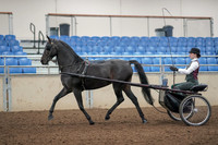 2019 Morgan Horse Show - Aug 31, 2019 - 04637