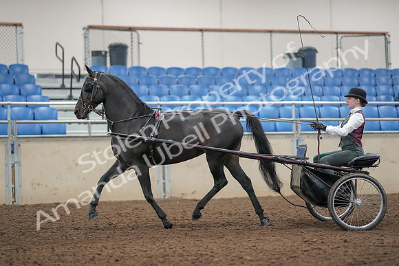 2019 Morgan Horse Show - Aug 31, 2019 - 04637