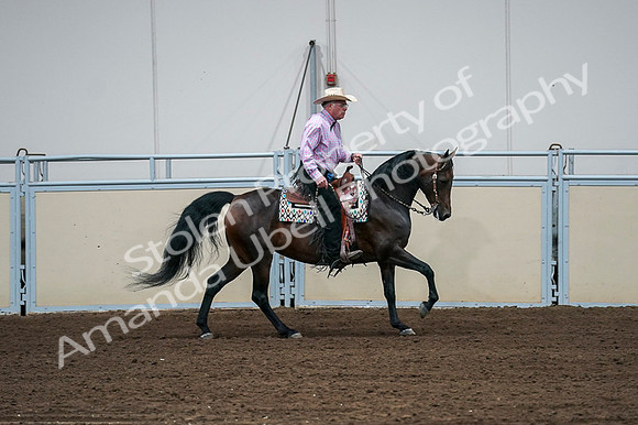 2020 - AB Morgan Horse - Fri, Sept 04 - 00558
