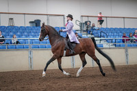 2019 Morgan Horse Show - Sept 01, 2019 - 07393