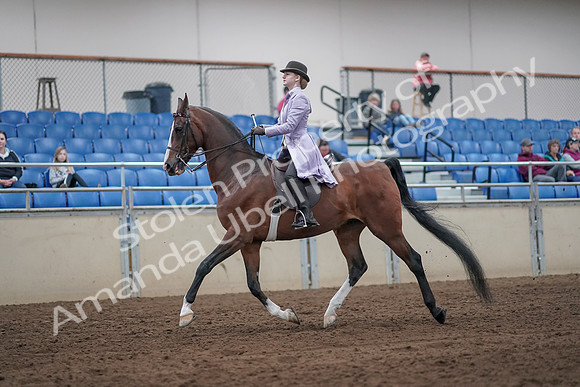 2019 Morgan Horse Show - Sept 01, 2019 - 07393