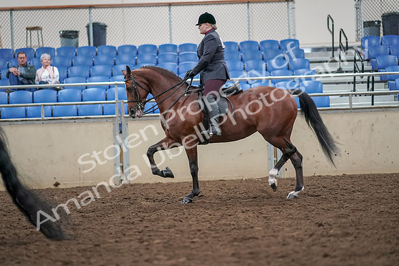 2019 Morgan Horse Show - Aug 30, 2019 - 20094