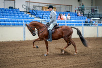 2020 - AB Morgan Horse - Fri, Sept 04 - 01468