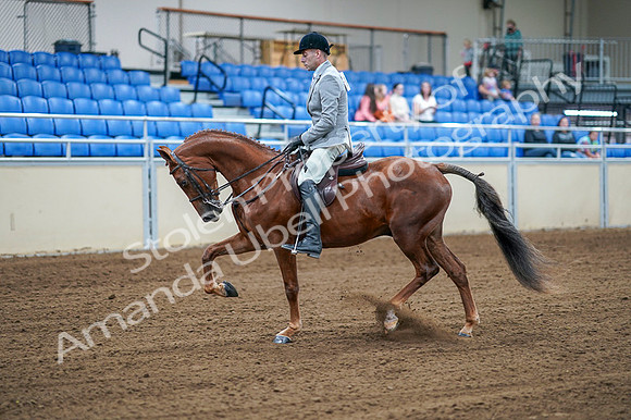 2020 - AB Morgan Horse - Fri, Sept 04 - 01468