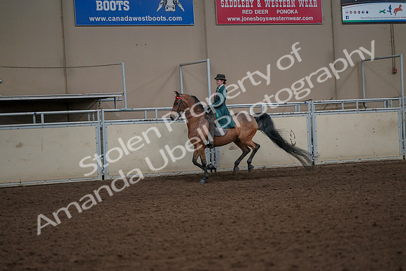 2019 Morgan Horse Show - Aug 30, 2019 - 27996