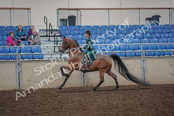 2019 Morgan Horse Show - Aug 30, 2019 - 28042