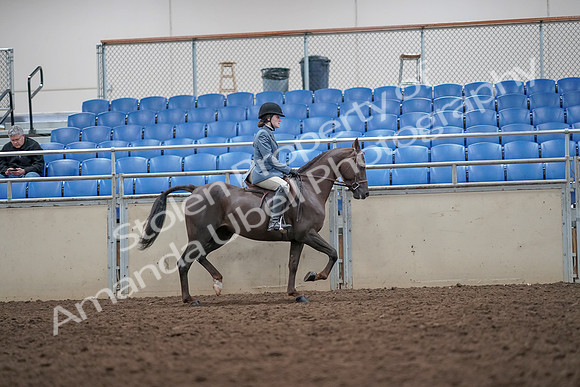 2019 Morgan Horse Show - Aug 31, 2019 - 16742