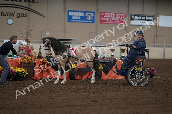 2019 Morgan Horse Show - Aug 31, 2019 - 04561