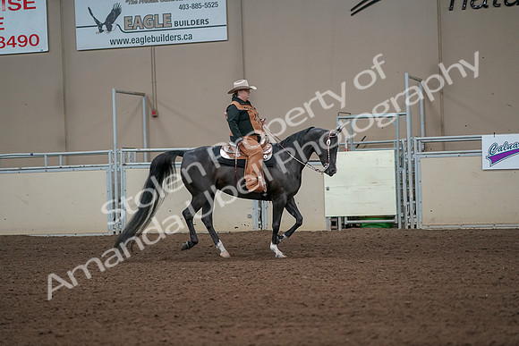 2019 Morgan Horse Show - Aug 31, 2019 - 06157