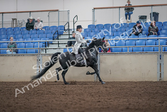 2019 Morgan Horse Show - Aug 31, 2019 - 09621