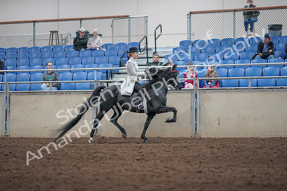 2019 Morgan Horse Show - Aug 31, 2019 - 09618
