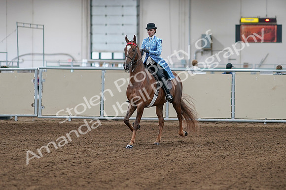 2020 - AB Morgan Horse - Sat, Sept 05 - 06092