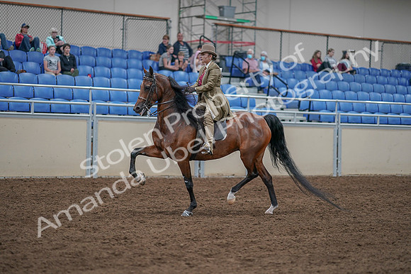 2020 - AB Morgan Horse - Fri, Sept 04 - 11167