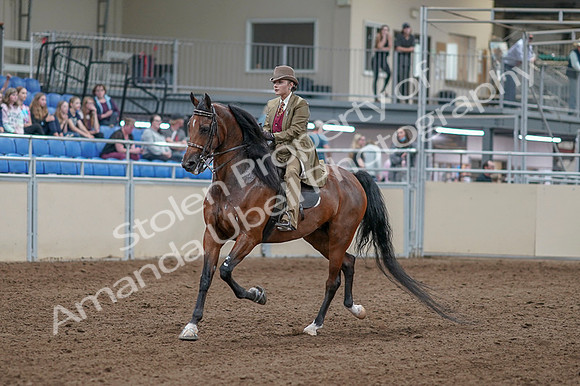 2020 - AB Morgan Horse - Fri, Sept 04 - 11141