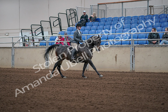 2019 Morgan Horse Show - Sept 01, 2019 - 11089