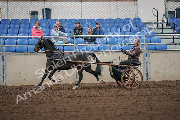 2019 Morgan Horse Show - Aug 30, 2019 - 13237