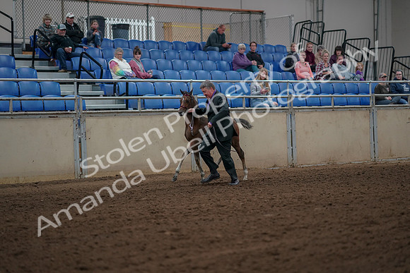 2019 Morgan Horse Show - Aug 30, 2019 - 24773