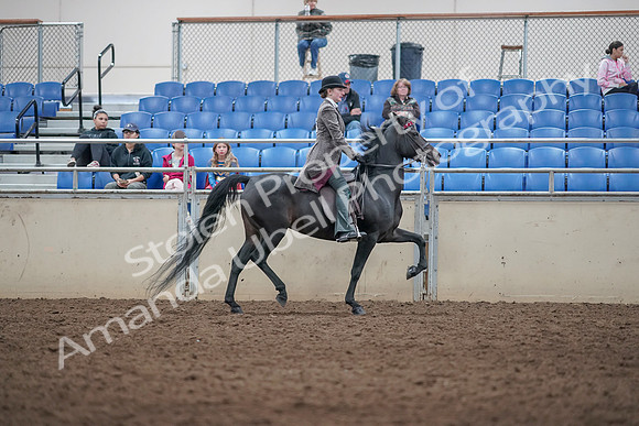 2019 Morgan Horse Show - Aug 31, 2019 - 09564