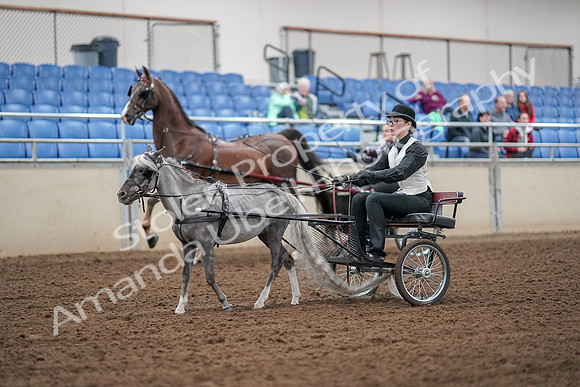 2019 Morgan Horse Show - Aug 30, 2019 - 13268