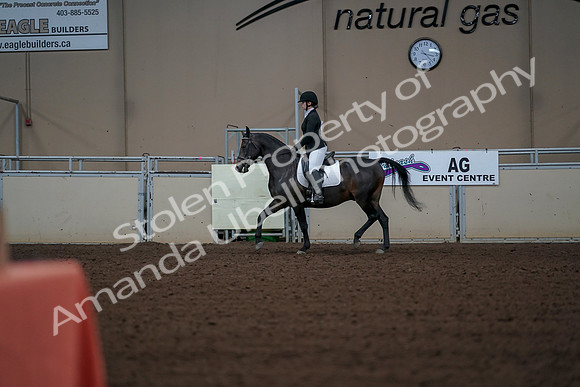 2019 Morgan Horse Show - Aug 30, 2019 - 18373