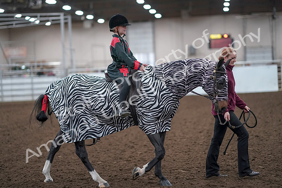 2019 Morgan Horse Show - Aug 31, 2019 - 10018