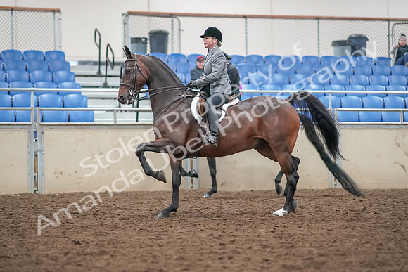 2019 Morgan Horse Show - Aug 30, 2019 - 20185