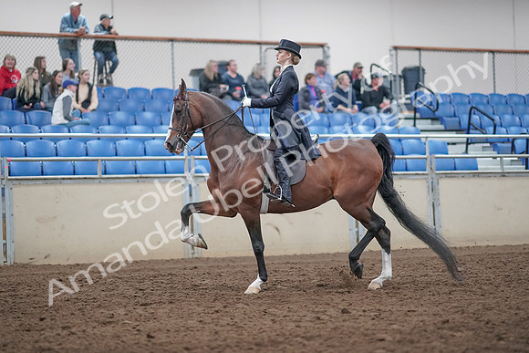 2019 Morgan Horse Show - Aug 31, 2019 - 20379