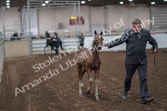 2019 Morgan Horse Show - Aug 31, 2019 - 00847