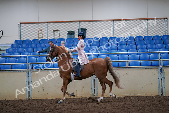 2019 Morgan Horse Show - Aug 30, 2019 - 21394
