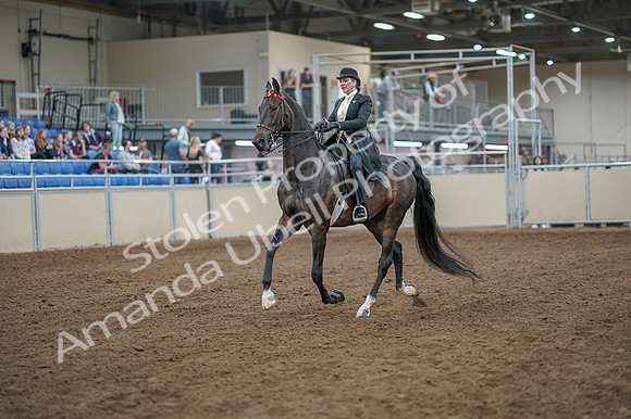 2020 - AB Morgan Horse - Fri, Sept 04 - 11112