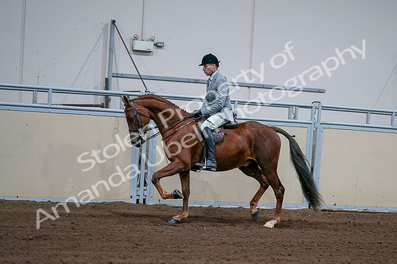 2020 - AB Morgan Horse - Fri, Sept 04 - 01611