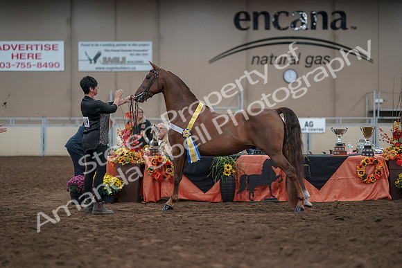 2019 Morgan Horse Show - Aug 31, 2019 - 03857