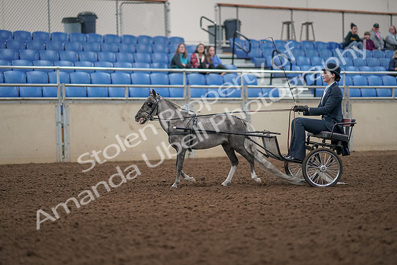 2019 Morgan Horse Show - Aug 31, 2019 - 04251