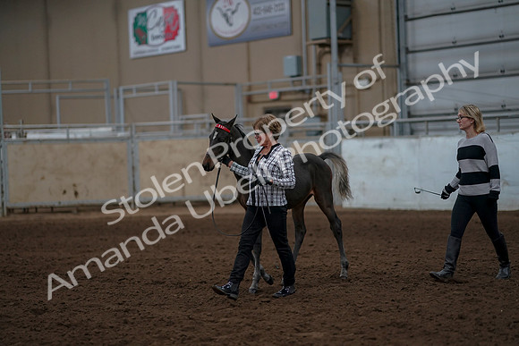 2019 Morgan Horse Show - Aug 30, 2019 - 24842