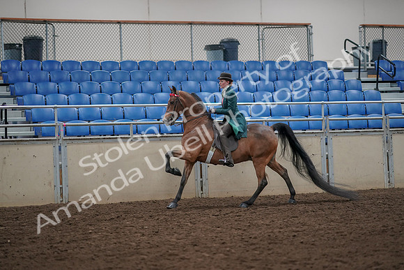 2019 Morgan Horse Show - Aug 30, 2019 - 28031