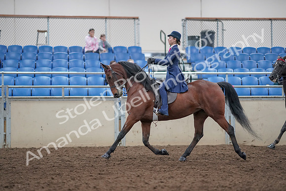 2019 Morgan Horse Show - Aug 31, 2019 - 09379