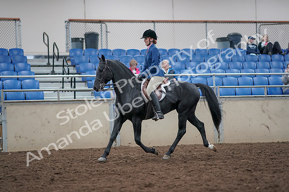 2019 Morgan Horse Show - Aug 31, 2019 - 16606
