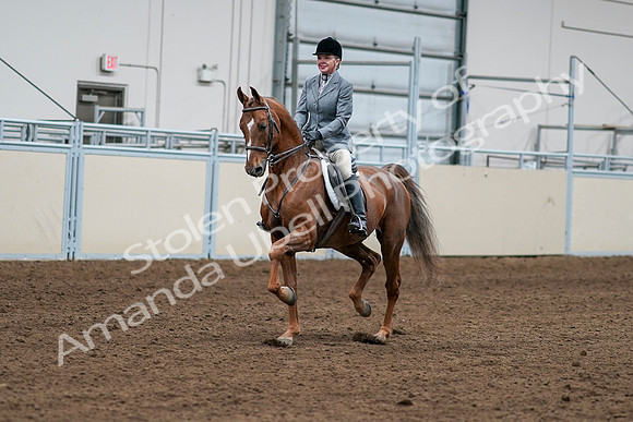 2020 - AB Morgan Horse - Sat, Sept 05 - 03245
